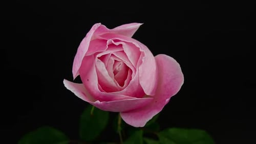 Rose Time Lapse