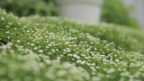 Flying Honey Bee Collects Pollen or Nectar and Pollinates Flowers on Green Juicy Grass on the