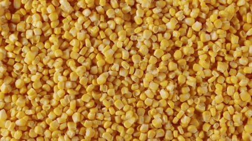 Un homme met à la main des grains de maïs sur la surface