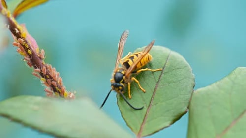 Bee - 2K