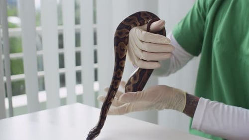 Un herpetólogo masculino inspecciona el estado de salud de una pitón retorcida en una clínica