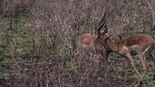 Impalas Sparring in the African Bush