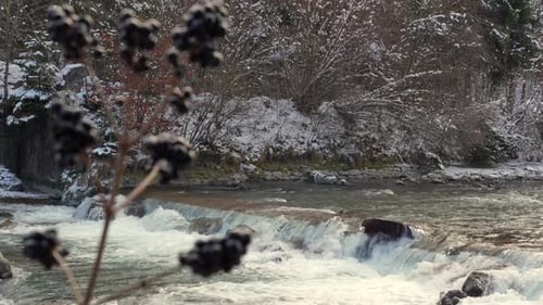 Beautiful Winter River Flowing Through Snowy Forest With Berries Foreground
