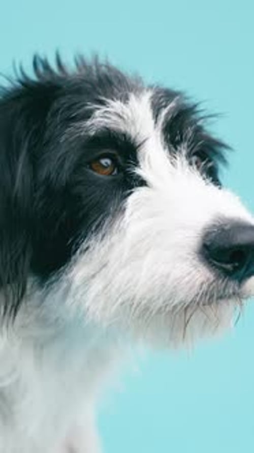 Adorable Black and White Dog Portrait Looking Around Vertical