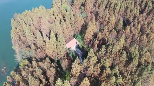 Autumn forest