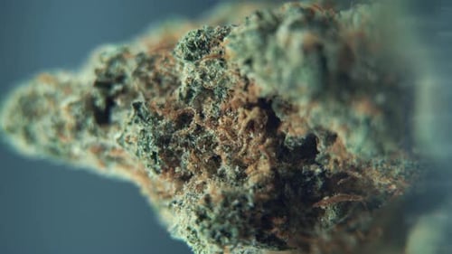 Vertikale 4K-Aufnahme einer rotierenden Cannabisblüte, grüne Sativa-Unkrautpflanze, Orangensorten, Labor