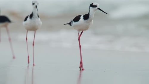 Stelzenspaziergänge mit Vogelmotiv am Strand