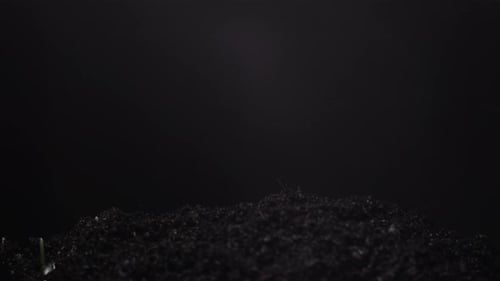Growing seeds rising from soil time lapse 4k footage.