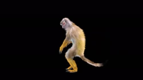 57 Monkey Dance 4K