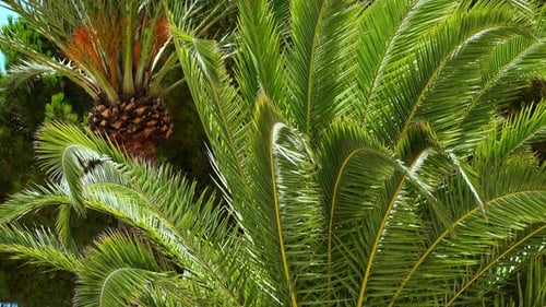 Close up of a palm tree in sunlight