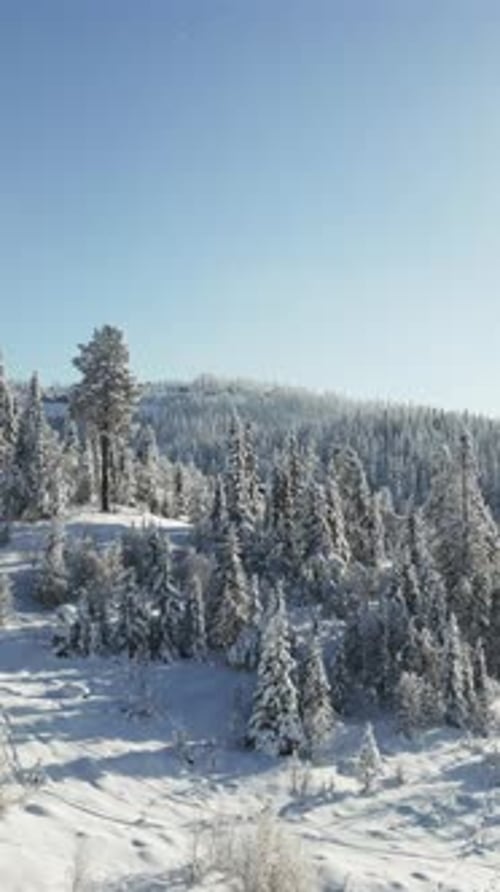 Verticale aérienne du paysage alpin d'hiver avec des pins givrés et de la neige qui tombe en clair