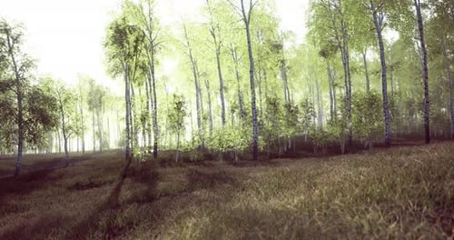 Sunlight Cascades Through Lush Trees in a Vibrant Forest Landscape