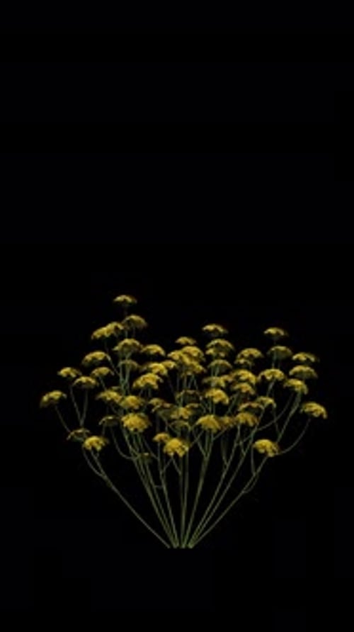 Organic Yellow Flowers Growth Animation Overlay