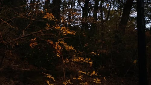 tilt up in a New York City park starting with foliage lit by streetlight heading up to sky and the v