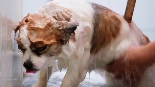 Dog Getting Washed in Shower