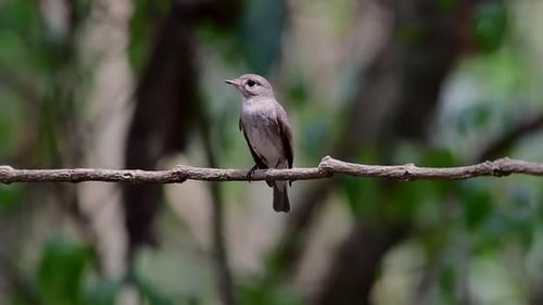 Der Asian Brown Flycatcher ist ein kleiner Sperlingsvogel, der in Japan, Himalaya und Sibirien brütet; migr
