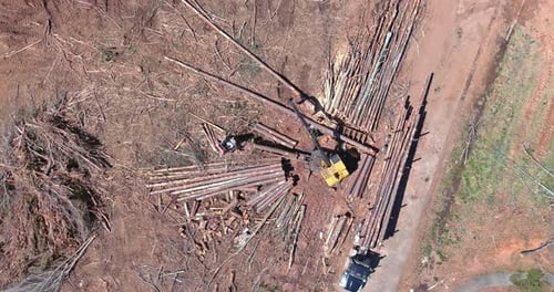 Truck Loaded with Cut Tree Logs By Crane Manipulator