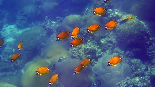 School of Bright Yellow Butterflyfish Gracefully Swim Through Underwater