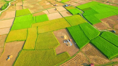 Drones are flying over workers producing rice straw