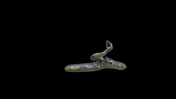 Python Snake Attack, Elements Motion Graphics ft. python & snakes - Envato