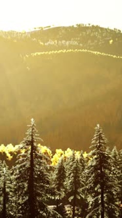 Mountain Valley with Pine Forest Against the Distant Ridges