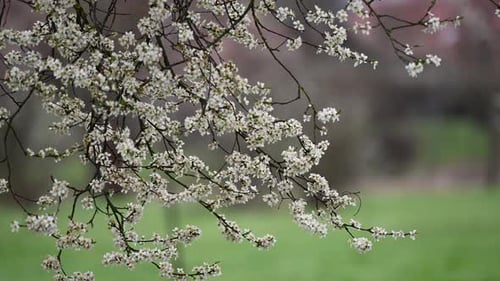 White cherry blossom tree spring background