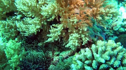 Hard and soft corals on a reef.