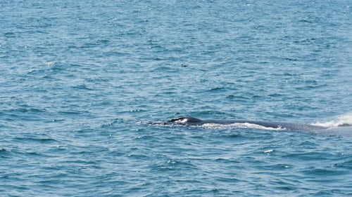 A humpback whale surfaces and blows