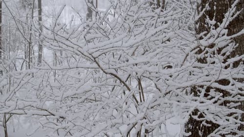 Snow Covered Tree Twigs In The Forest During Winter - panning