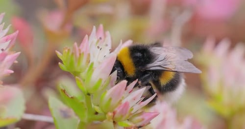 Bumblebee Feeding on Flower in Close Up Shot