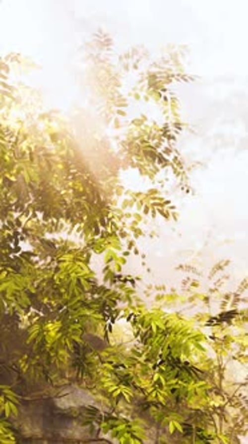 The Sun Shines Through the Leaves of a Tree