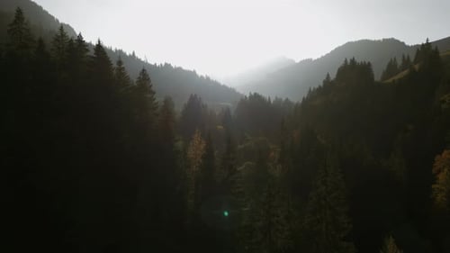 Stunning Sunrise Over a Peaceful Mountain Forest Showing the Untouched Wilderness