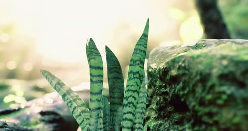 Verdure luxuriante avec des plantes de Sansevieria près de la pierre dans un cadre tranquille