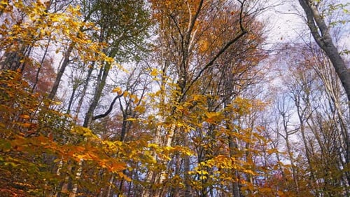 Promenade en cardan en forêt automnale