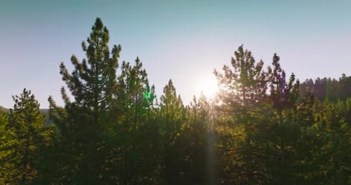 Wald, Bäume, Sonnenuntergang, Licht. Sonniger Sommerabend im Wald
.