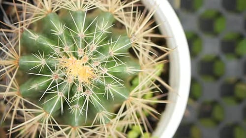 Closeup of Colorful Many Cactus in the Pots at the Market Street From Thailand