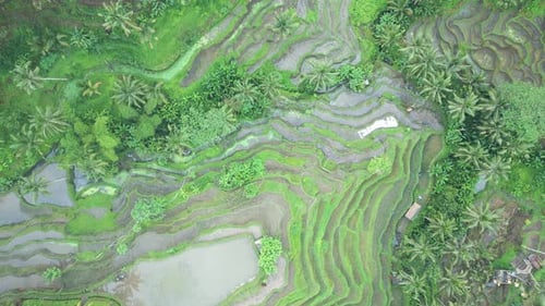 Paysage naturel verdoyant de rizières et d'élevage dans un environnement agricole à Bali