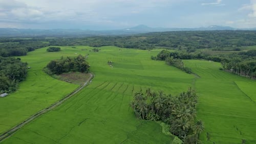 Stunning aerial view of lush green rice fields stretching towards distant mountains.