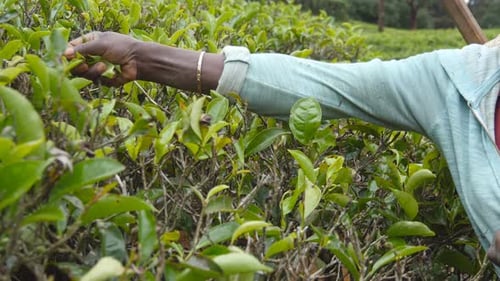 Side View of Unrecognizable Female Hands Harvest Tea at Plantation in Spring Season Local Indian
