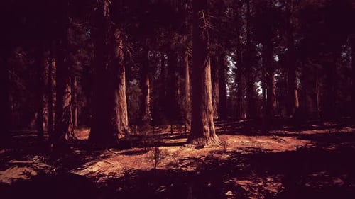 Sequoia Trees Bathed in the Last Light of Day Dark Forest