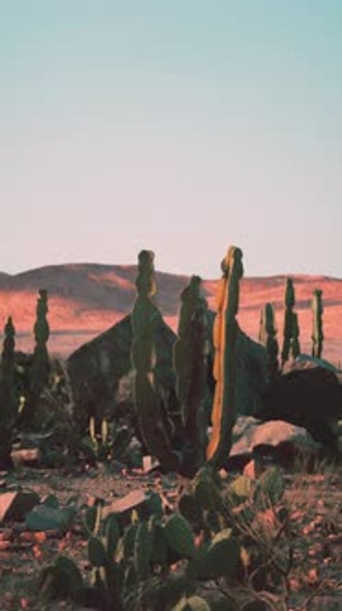 Large Group of Cactus Plants in Monument Valley Desert
