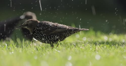Starling escapes from the heat and swims.