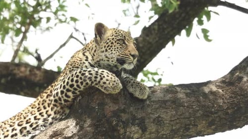 Medium closeup of a leopard laying on a branch and turning its head towards the camera, Greater Krug