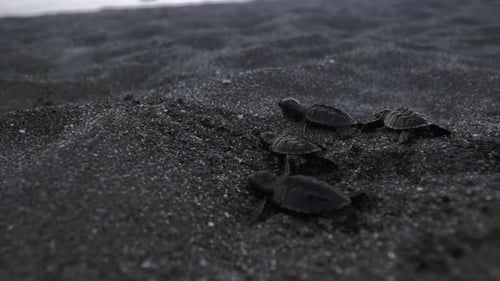 Two out of five babies turtles walking towards the Caribbean coast