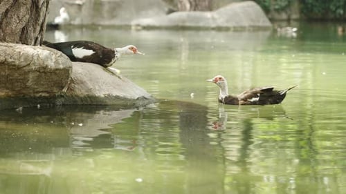 Two Cairina moschata ducks, one in the pond and the other on a rock, are looking at each other.