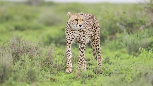 Slow Motion Cheetah Walking at Camera in Serengeti National Park, Cheetahs on the Move Flicking Tail