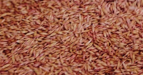 Oats Seed Processing for Sowing Close Up View