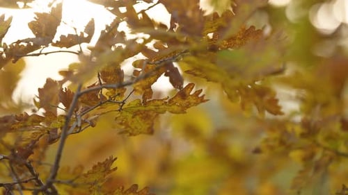 Golden Sunlight on Amber Autumn Tree Leaves