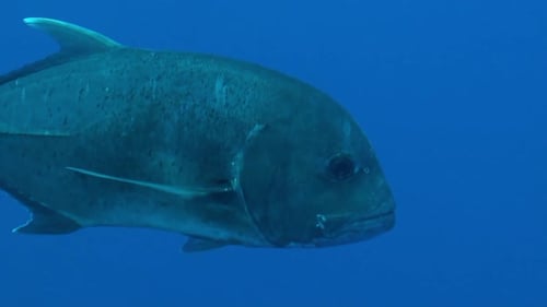 El gigante Trevally pasa cerca de la cámara