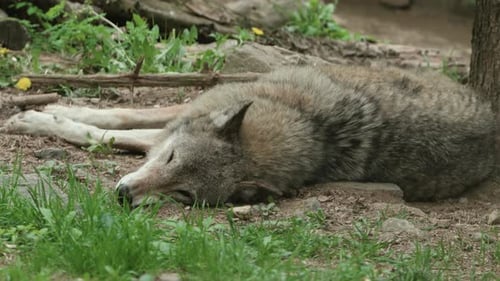 Wolf Sleeping On The Ground in The Zoo. - closeup shot